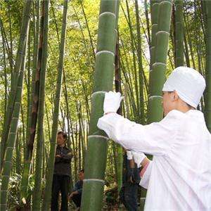 竹筒酒代理要多少費用